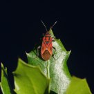 Inseto (insect) Lygaeus turcicus